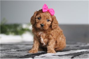Riley - puppy for sale