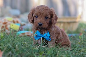 Prince - puppy for sale
