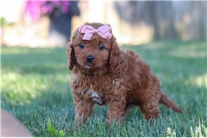 Talia - Cavapoo for sale