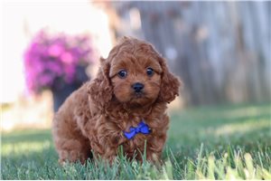 Theo - Cavapoo for sale