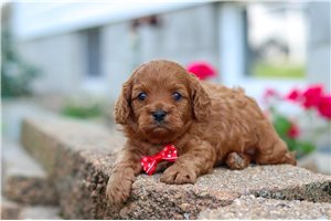 Theo - Cavapoo for sale
