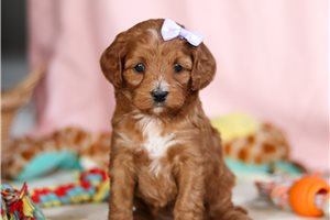 Dillie - puppy for sale