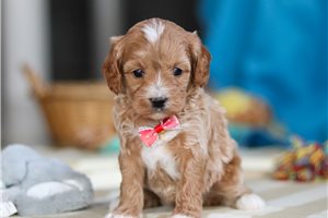 Donovan - Cavapoo for sale