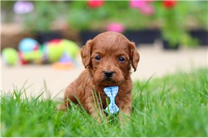 Blayne - puppy for sale