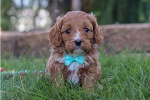 Proctor - puppy for sale