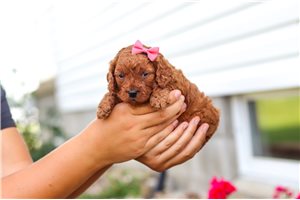 Talia - puppy for sale