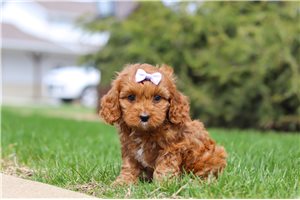 Rhonda - Cavapoo for sale