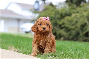 Rhea - Cavapoo for sale