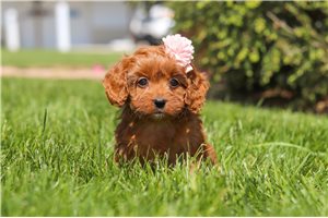 Eva - Cavapoo for sale