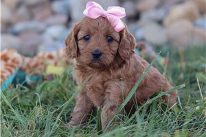 Prissy - puppy for sale