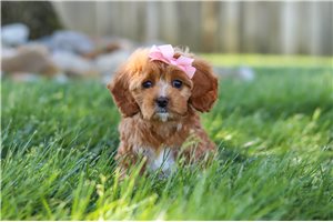 Poppy - Cavapoo for sale