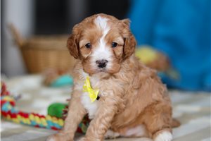 Dorin - Cavapoo for sale
