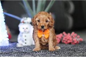 Preston - Cavapoo for sale