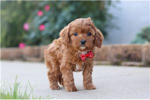 Lucas - puppy for sale