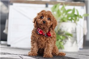 Osborn - Cavapoo for sale