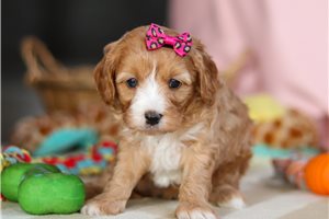 Dido - Cavapoo for sale