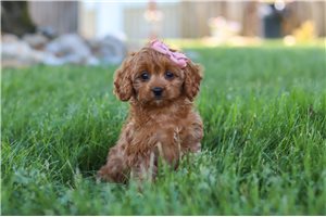 Eva - Cavapoo for sale