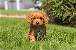 Kenton - Cavapoo for sale