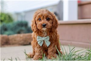 Primus - Cavapoo for sale