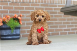 Kenton - Cavapoo for sale