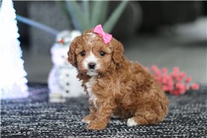 Pippy - Cavapoo for sale