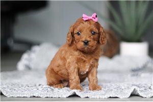 Rhea - Cavapoo for sale
