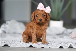 Rachel - puppy for sale