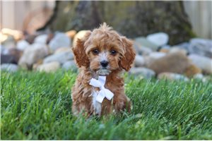 Trucker - Cavapoo for sale