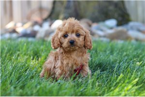 Kenton - Cavapoo for sale