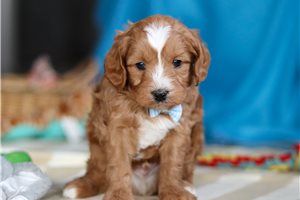 Doodle - Cavapoo for sale