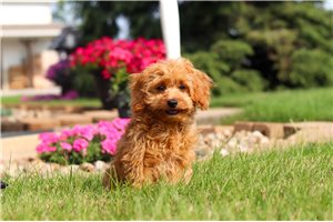 Kenton - Cavapoo for sale