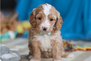 Donnie - puppy for sale