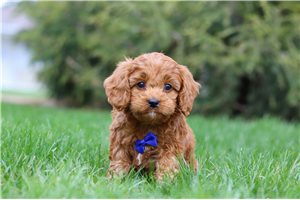 Regis - Cavapoo for sale