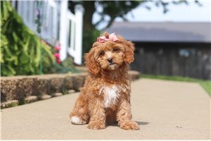 Poppy - Cavapoo for sale