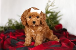 Nana - puppy for sale