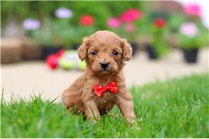 Kenton - puppy for sale