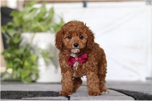 Pirate - Cavapoo for sale