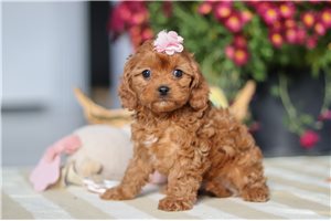 Oksana - Cavapoo for sale