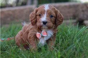 Pryde - puppy for sale