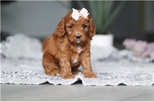 Rhonda - puppy for sale