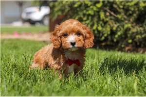 Trucker - Cavapoo for sale