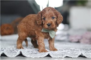 Regis - puppy for sale