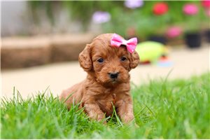 Eva - Cavapoo for sale