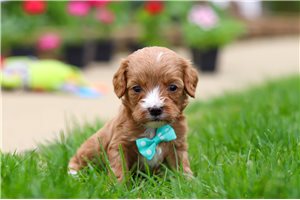 Trucker - puppy for sale