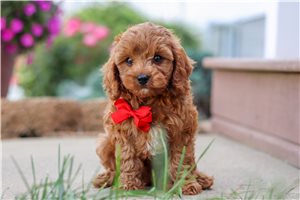Doug - Cavapoo for sale