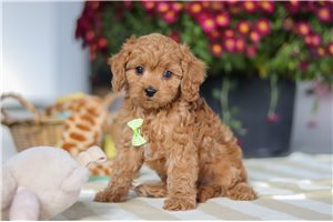 Otis - Cavapoo for sale