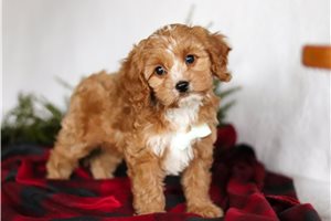 Nate - Cavapoo for sale
