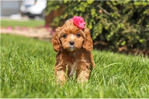 Poppy - Cavapoo for sale