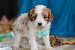 Donald - puppy for sale