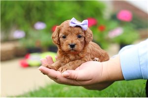 Crystal - puppy for sale